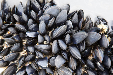 Closeup of fresh mussels growing in intertidal rockpools at the edge of the sea.