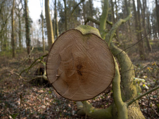Baum Querschnitt
