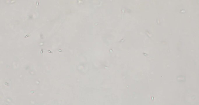 Biosph&auml;re im Micro Universum