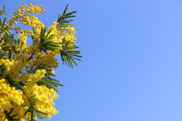 Mimosa en fleur