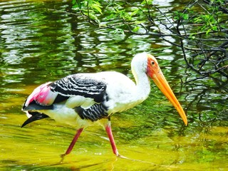 white stork in nature