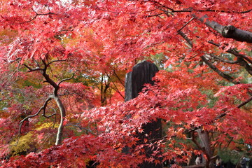 京都の紅葉