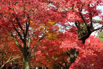 京都の紅葉