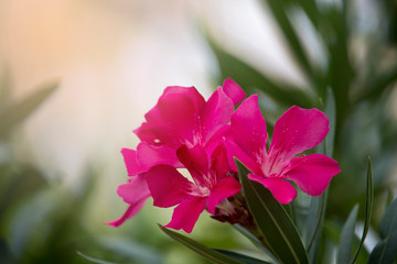 Pink oleander flower on the tree with soft sunlight in the morning