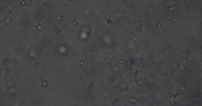 Biosph&auml;re im Micro Universum
