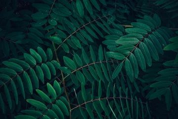 Laub des tropischen Blattes im Dunkelgrün mit Regenwassertropfen auf Beschaffenheit, abstrakter Musternaturhintergrund. © jakkapan