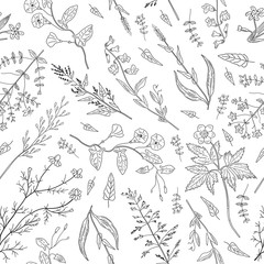 Hand drawn herbs and wild flowers on white background.