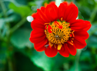 Beautiful orange flowers