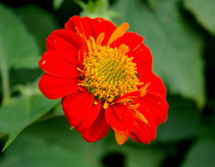 Beautiful orange flowers