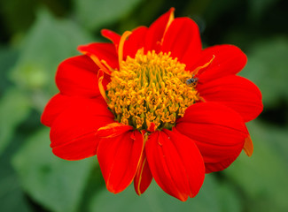 Beautiful orange flowers