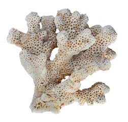 coral isolated on white background