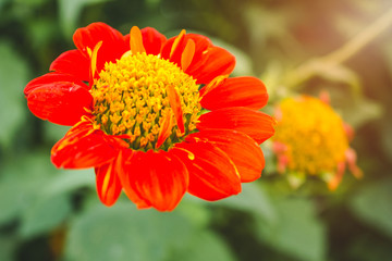 Beautiful orange flowers