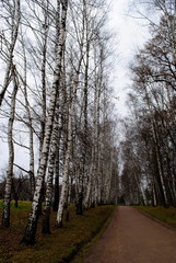road in the forest between birch trees