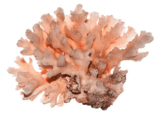 coral isolated on white background © Dmitry