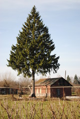 old wooden house by a huge cedar
