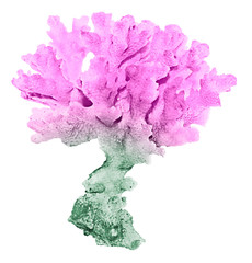 coral isolated on white background © Dmitry