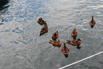 ducks in the water