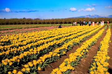 Colorful tulip filed in the morning, Woodburn, Oregon