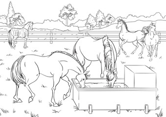 Fototapeta na wymiar Cartoon style scene with horses for a stabling management book. Children coloring book design.