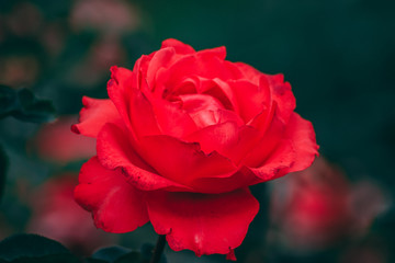 red rose in garden