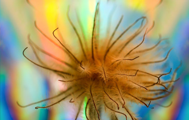 Art photo of a dried clematis flower on a polichrome blurred  background