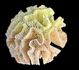 coral isolated on black background