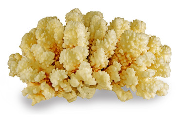 coral isolated on white background © Dmitry