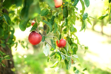 red apples on a tree in the garden