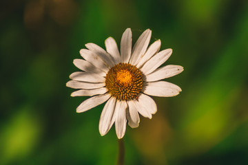 Fototapeta premium flower on green background