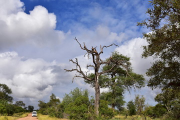 dry tree wirh vulture birds,Kruger national park in South Africa