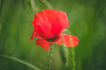 poppy in garden