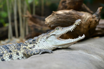 Freshwater crocodile ( Crocodylus mindorensis ) living in Philippine.