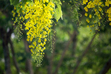 Flowers multiply blossoming on the tree