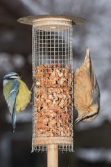 Naklejka premium Blue tit (Parus caeruleus) and Nuthatch ( Sitta europae ) on the feeder with walnuts. Moravia. Europe.