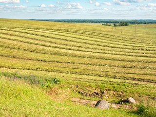 Newly mown grass lying in rows on a hilly field - summer landscape