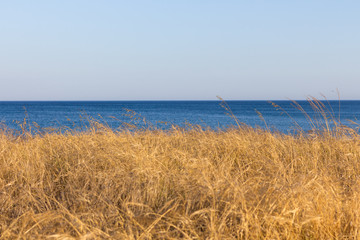 Yellow brown grass and shadows on beach dune sand at coast of sea water in warm bright sunny spring day blue sky light