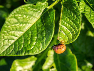 Colorado potato beetle larva is feeding upon young green leaves of a potato plant. Dangerous pest destroying crops.