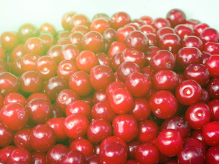 Heap of freshly gathered ripe cherry fruits illuminated by the sun