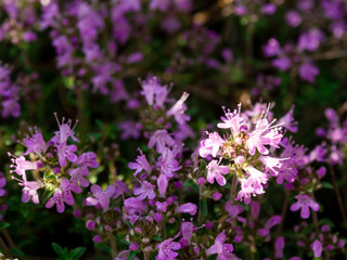 Wild thyme (Thymus serpyllum) flower sparkling in the sun close up. It's one of the best bee plants, also used in herbal medicine and as spice in cookery