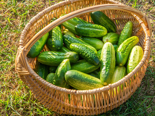 Wicker busket with home produced fresh cucumbers