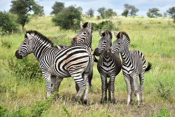 Fototapeta na wymiar herd of zebras,Kruger national park in SOuth Africa