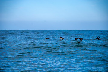 Fototapeta premium Double Crested Cormorants (Phalacrocorax auritus)