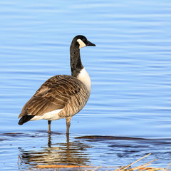 Canada Goose spring day