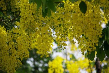 Flowers multiply blossoming on the tree