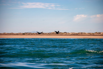 Double Crested Cormorants (Phalacrocorax auritus)