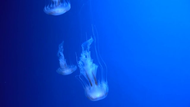 4K. a group of fluorescent jellyfish swimming in an aquarium pool. transparent jellyfish underwater shots with a glowing jellyfish moving in the water. marine life wallpaper background.
