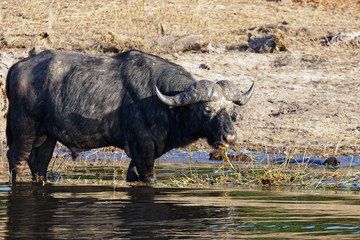 Cape Buffalo eating in Chobe National Park, Botswana.