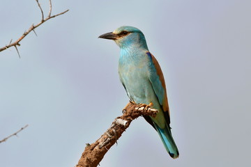 european roller,Kruger national park in South Africa