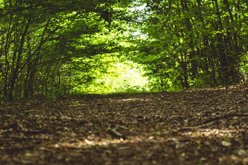 Obraz premium tree in forest