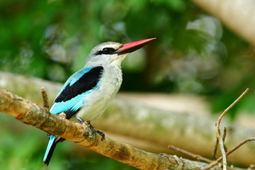 woodland kingfisher,Kruger national park in South Africa